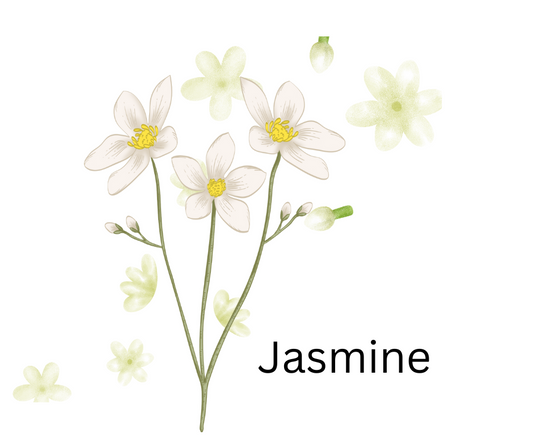 Jasmine