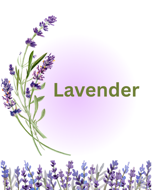 Lavender Soap only