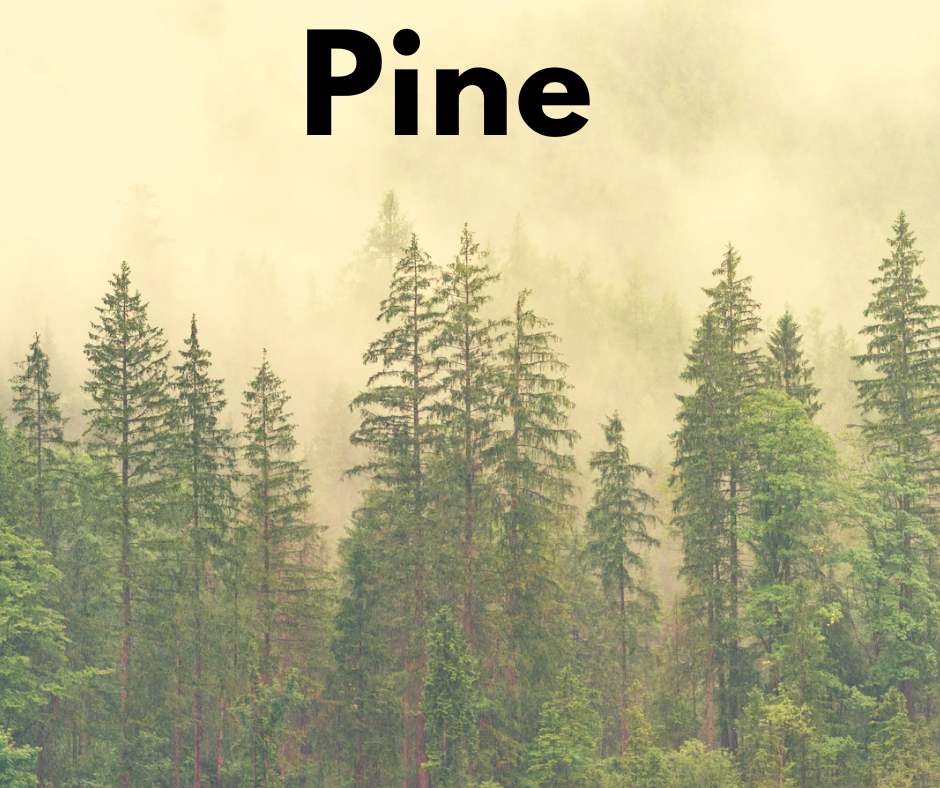 Pine