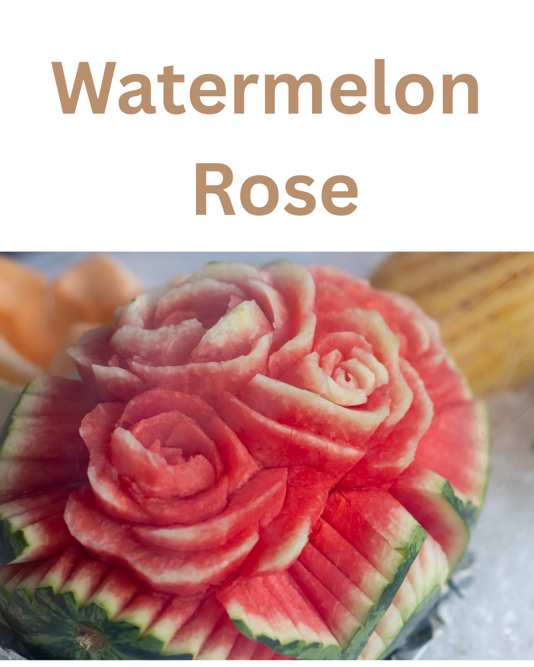 Watermelon Rose